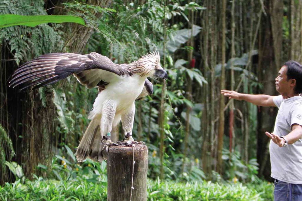 11 Incredible Facts About The Philippines' National Bird - Polynesian Print